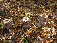 P1160464.webp