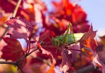 FOTO9065.webp