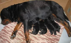  7 дней 0011.webp