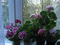 IMG_8181.webp