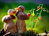 n8OddlUSHfg.webp