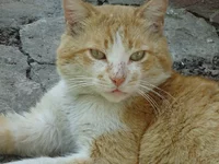 image (5).webp