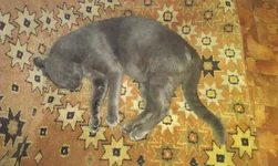 IMAG2109.webp