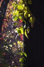 FOTO9383.webp