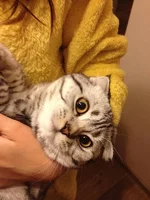 cat1.webp