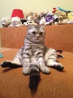 cat2.webp