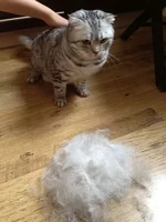 cat3.webp