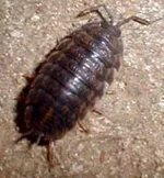 mocrica.webp