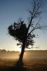 _птичка1024.webp