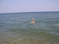  225.webp
