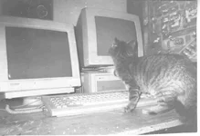 cat.jpg