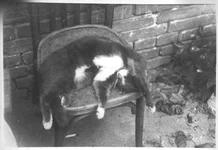cat4.webp