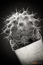 Cactus.webp