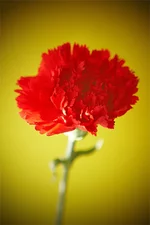 .webp