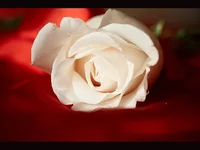 .webp