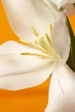 .webp