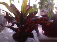 DSC00126.webp