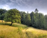 DSC_0452_1.webp