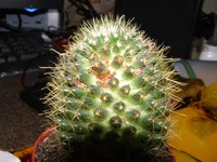 P4205402.webp