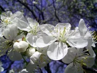 .webp