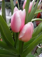 .webp