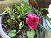 DSCN0698.webp
