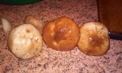  маслята.webp