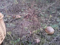 WP_001090.webp