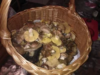 WP_001096.webp