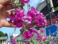 DSCN9827.webp