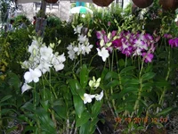 DSCN9856.webp