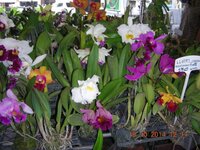 DSCN9865.jpg