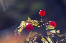 FOTO9375-1.webp