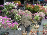 DSCN8886.jpg