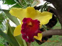 Brassolaeliocattleya Alma Kee 'Tipmalee' 540гр.jpg