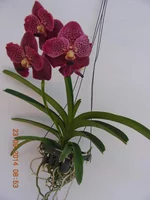 Vanda Suwapee Blue x Vanda Dr Anek (6).jpg
