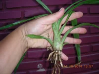 DSCN9591.webp