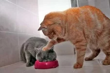 perfectly_timed_cat_04.webp