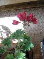 PA062168.webp