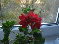 IMG_8217.webp
