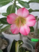 P8242054.webp
