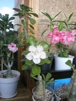 P9282142.webp