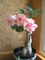 P7162012.webp