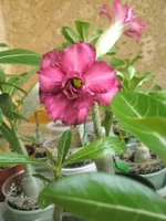 P8112034.webp