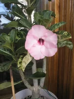 P9162111.webp