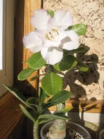 P9282145.webp