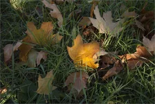 IMG_6739 копия.webp