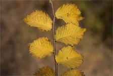 IMG_7186 копия.webp