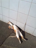 0437.webp