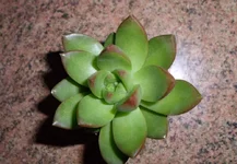 SAM_1653.webp